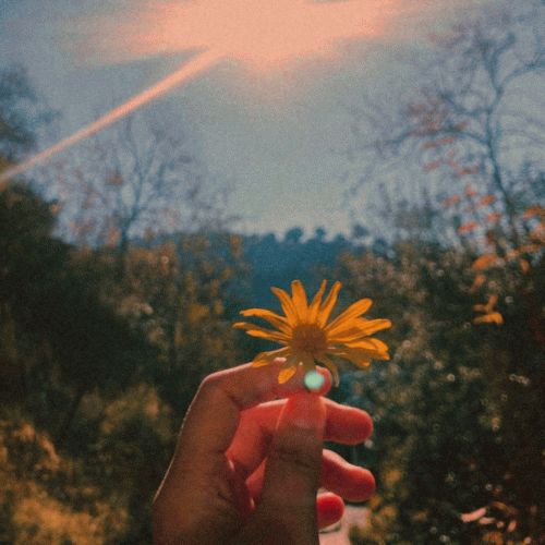 Oculi Melancholiarum : Acacia Oculi Melancholiarum : Acacia